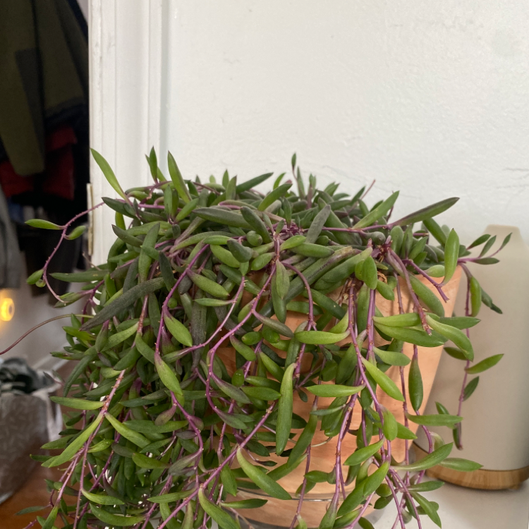 Shoreline Sea Purslane plant with green leaves and purple stems in a pot.