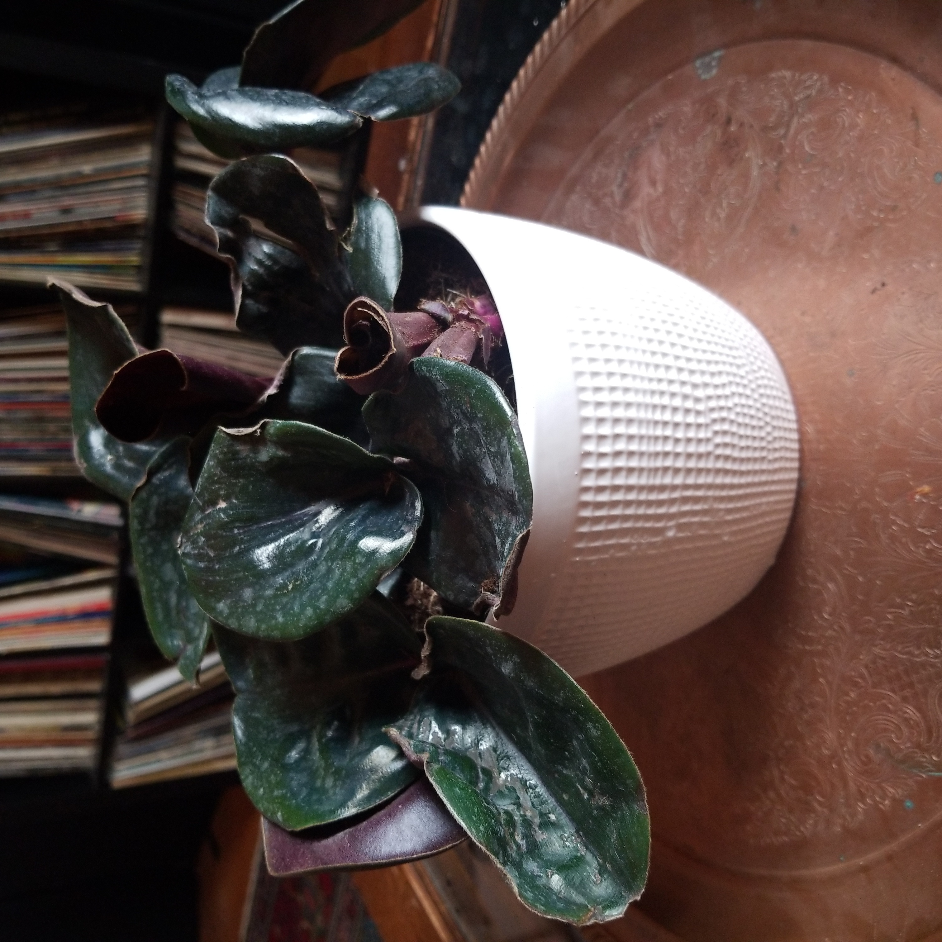 Potted Geogenanthus ciliatus plant with dark green leaves in a white textured pot.