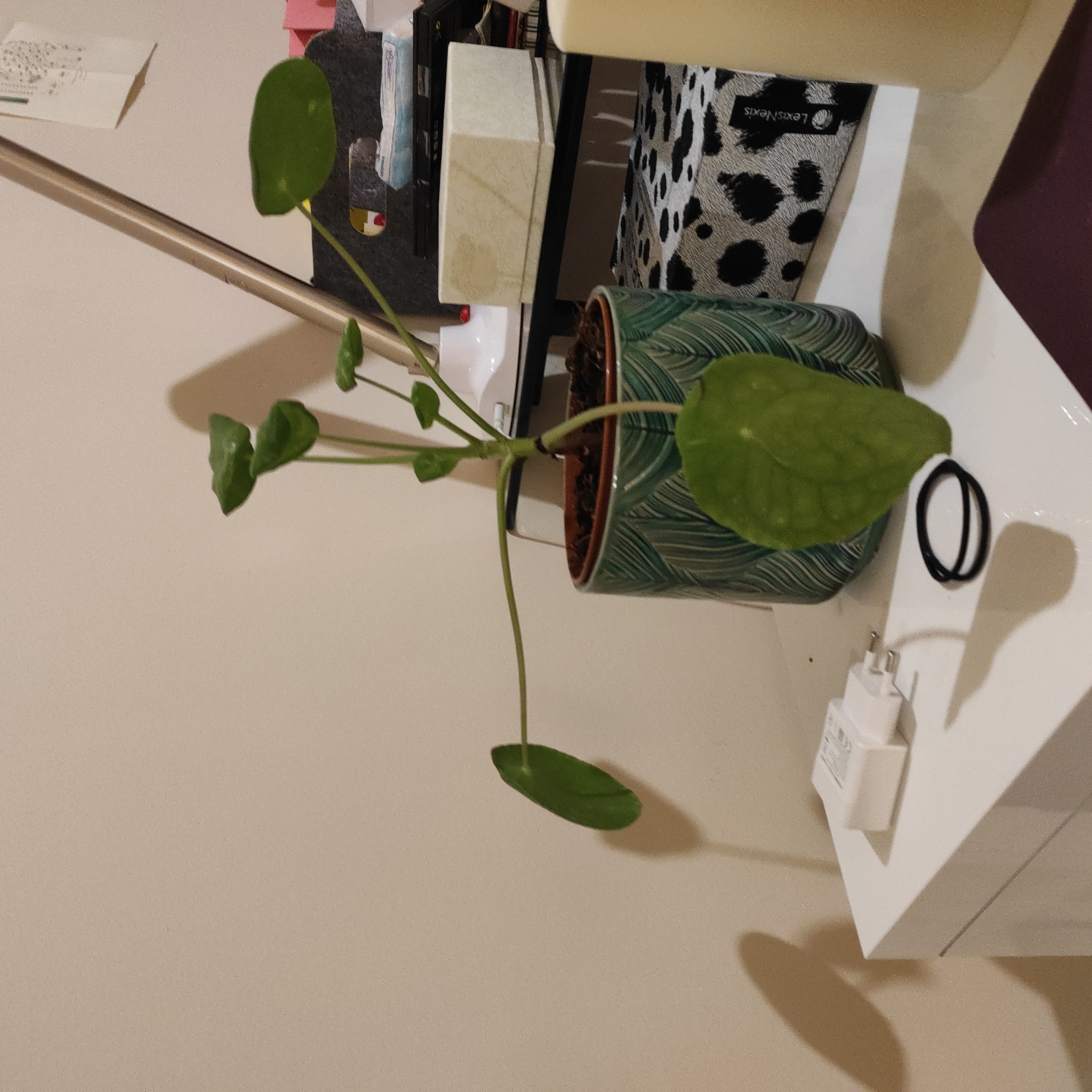 Photo of the plant species Pilea Sugar by @WarmCoralpea named Pilea on Greg, the plant care app