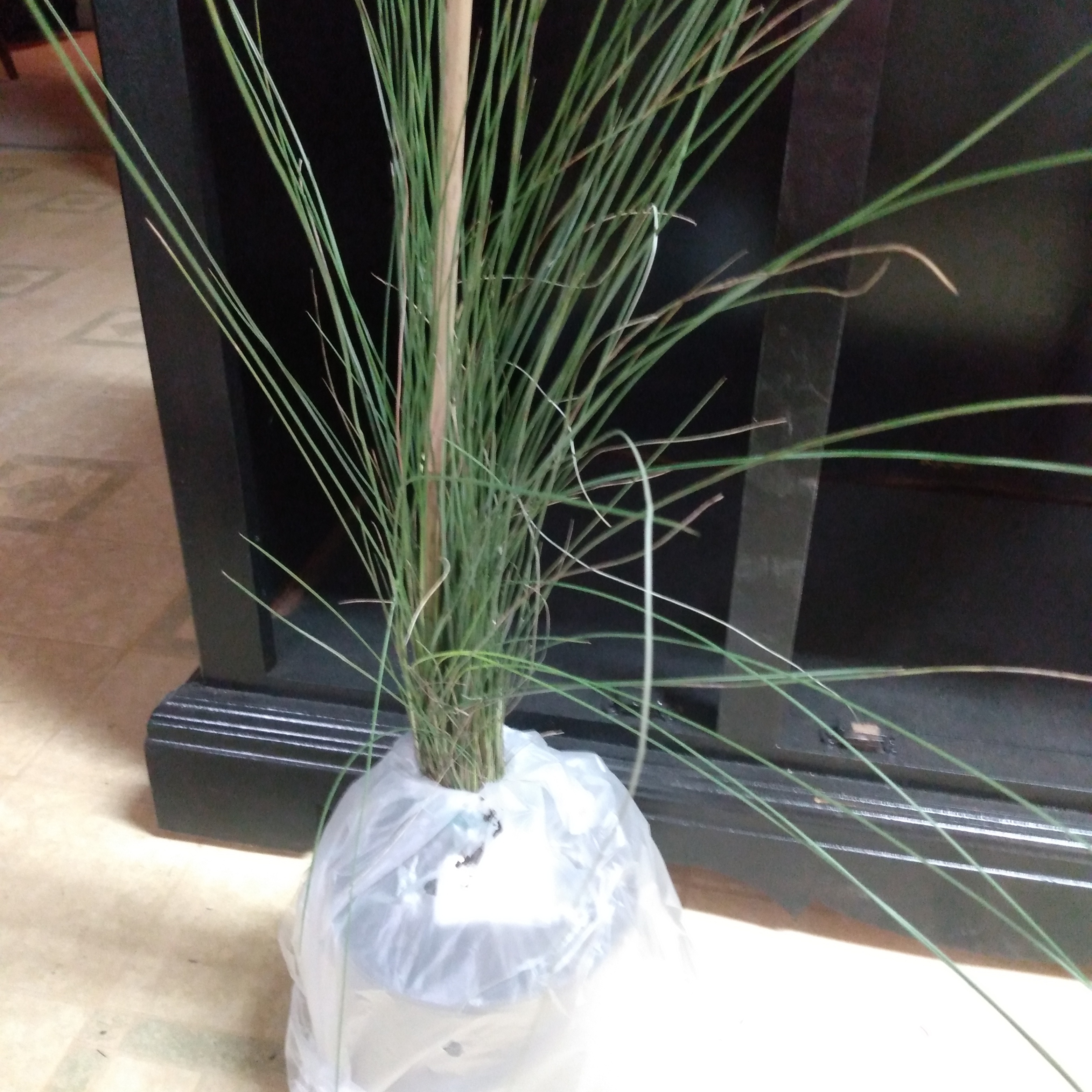 Potted Pampas Grass with long, thin green leaves in good condition.