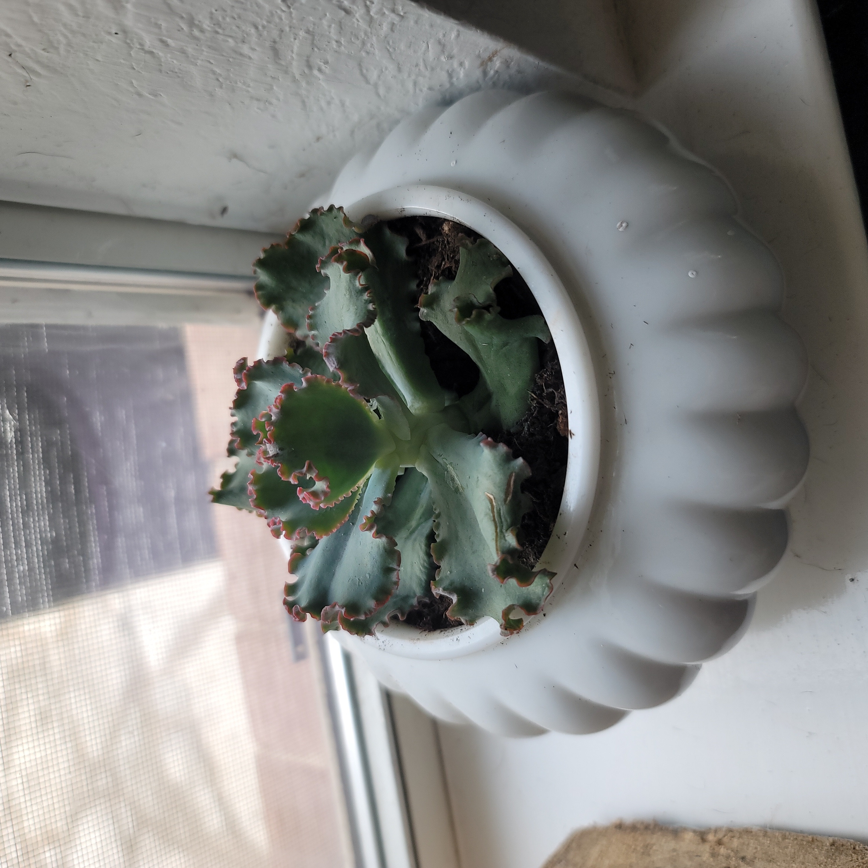 Photo of the plant species Blue Fairy Echeveria by @AdorableJuniper named Lettuce guy on Greg, the plant care app