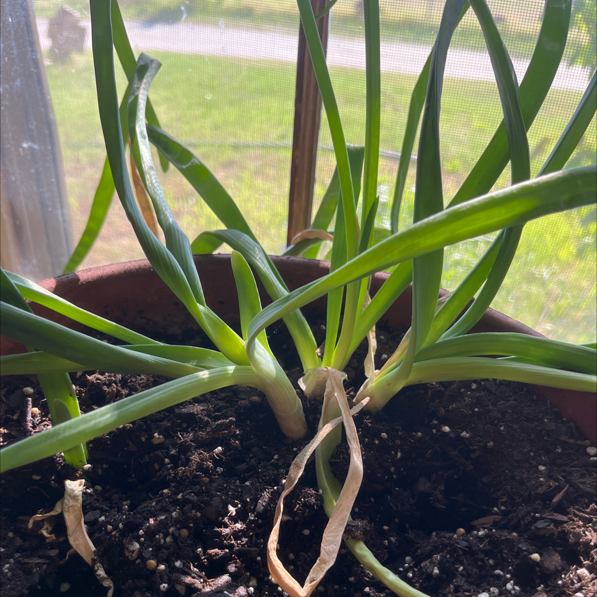 Potted Globe Onion plant with some yellowing and browning leaves, visible soil.