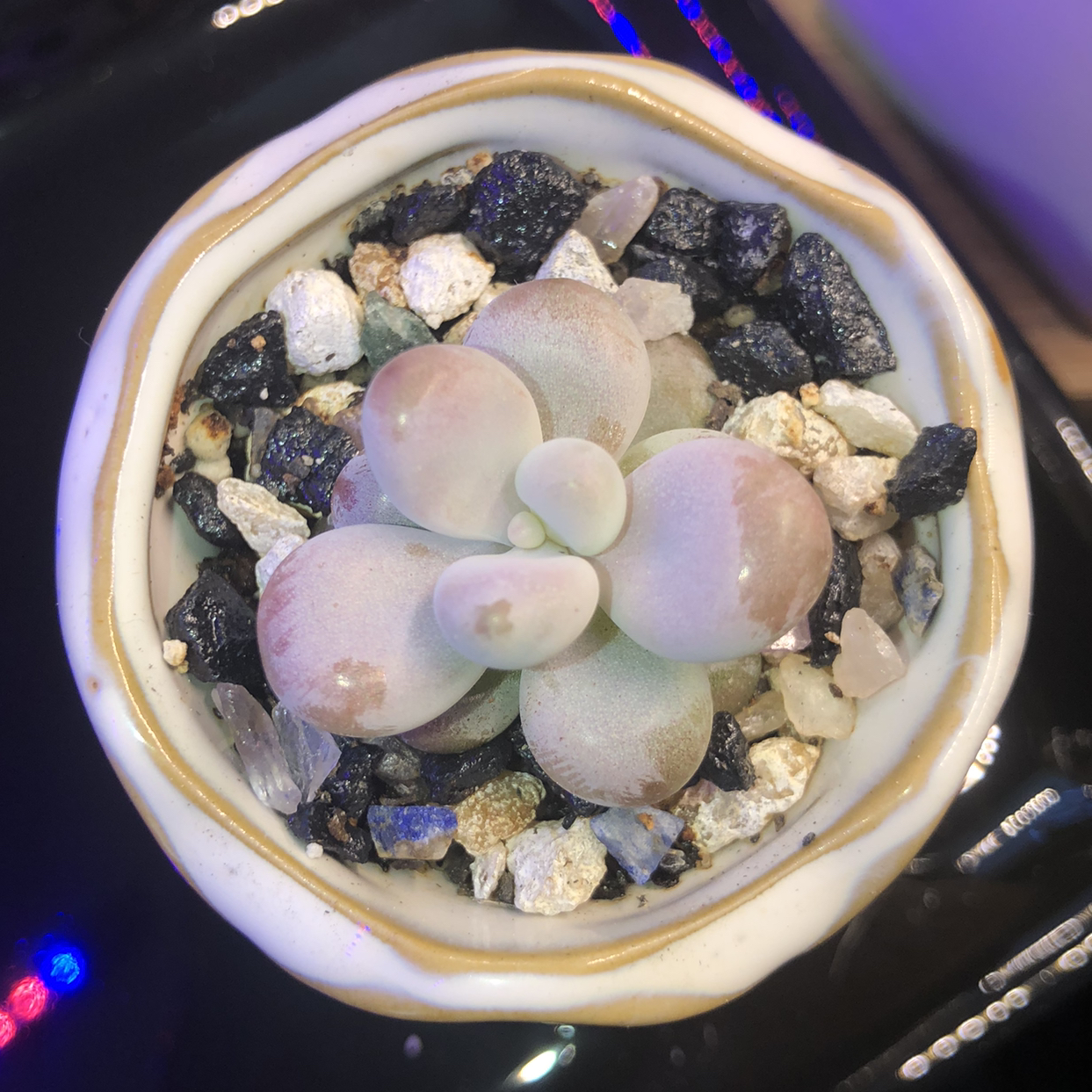 Photo of the plant species Moonstone by @bittermulatto named moon rocc🌚✨ on Greg, the plant care app