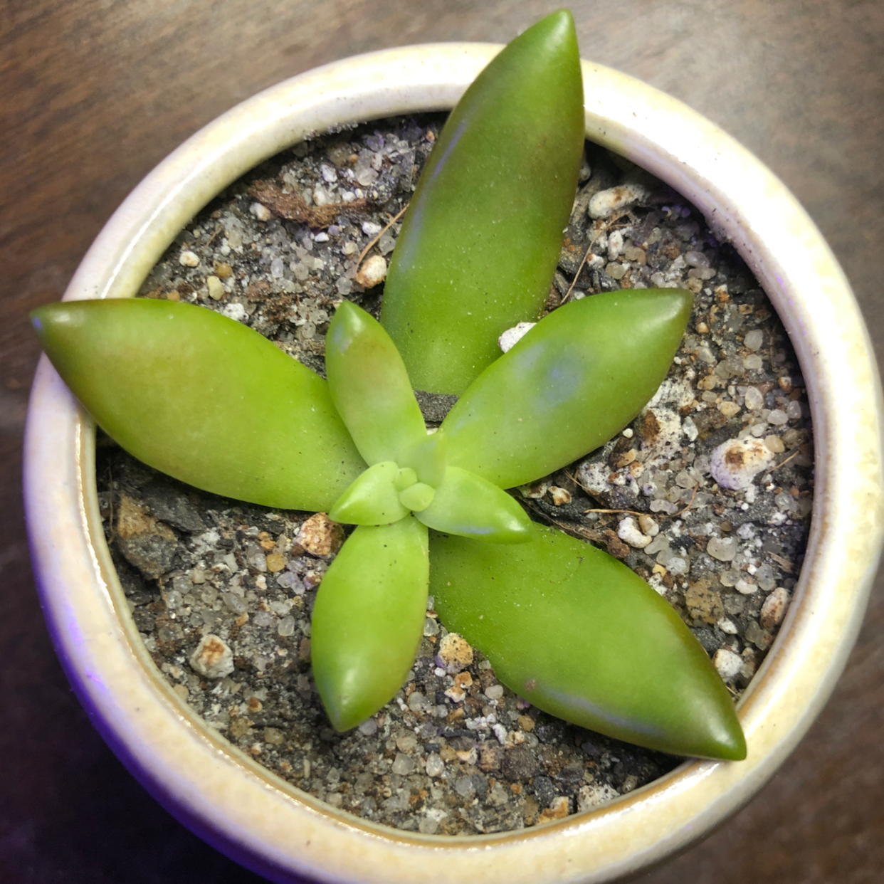 Potted Sedum adolphi 'Golden Glow' plant with vibrant green leaves and visible soil.