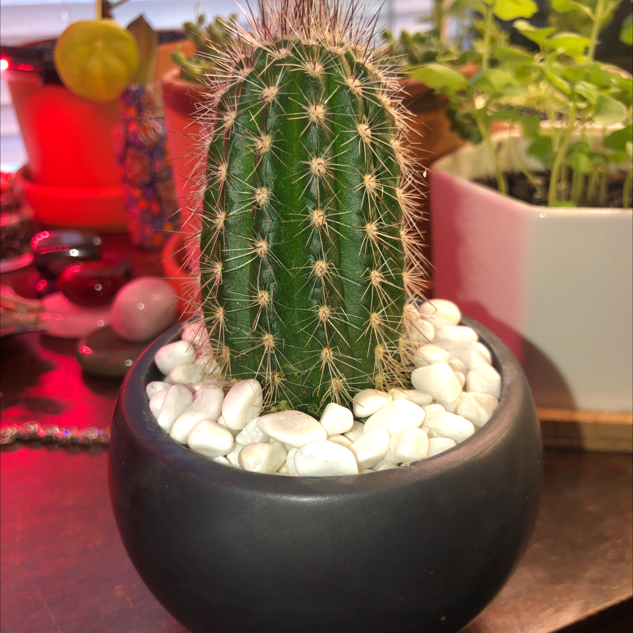 Mexican Pincushion cactus in a black pot with white pebbles, surrounded by other plants.
