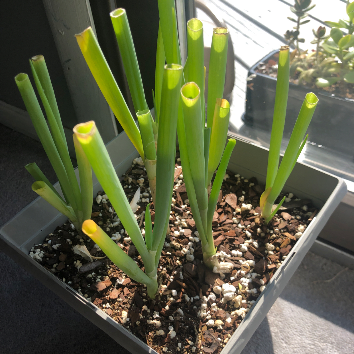 Long Green Onion plant photo by @bittermulatto named big ole green onion on Greg, the plant care app.
