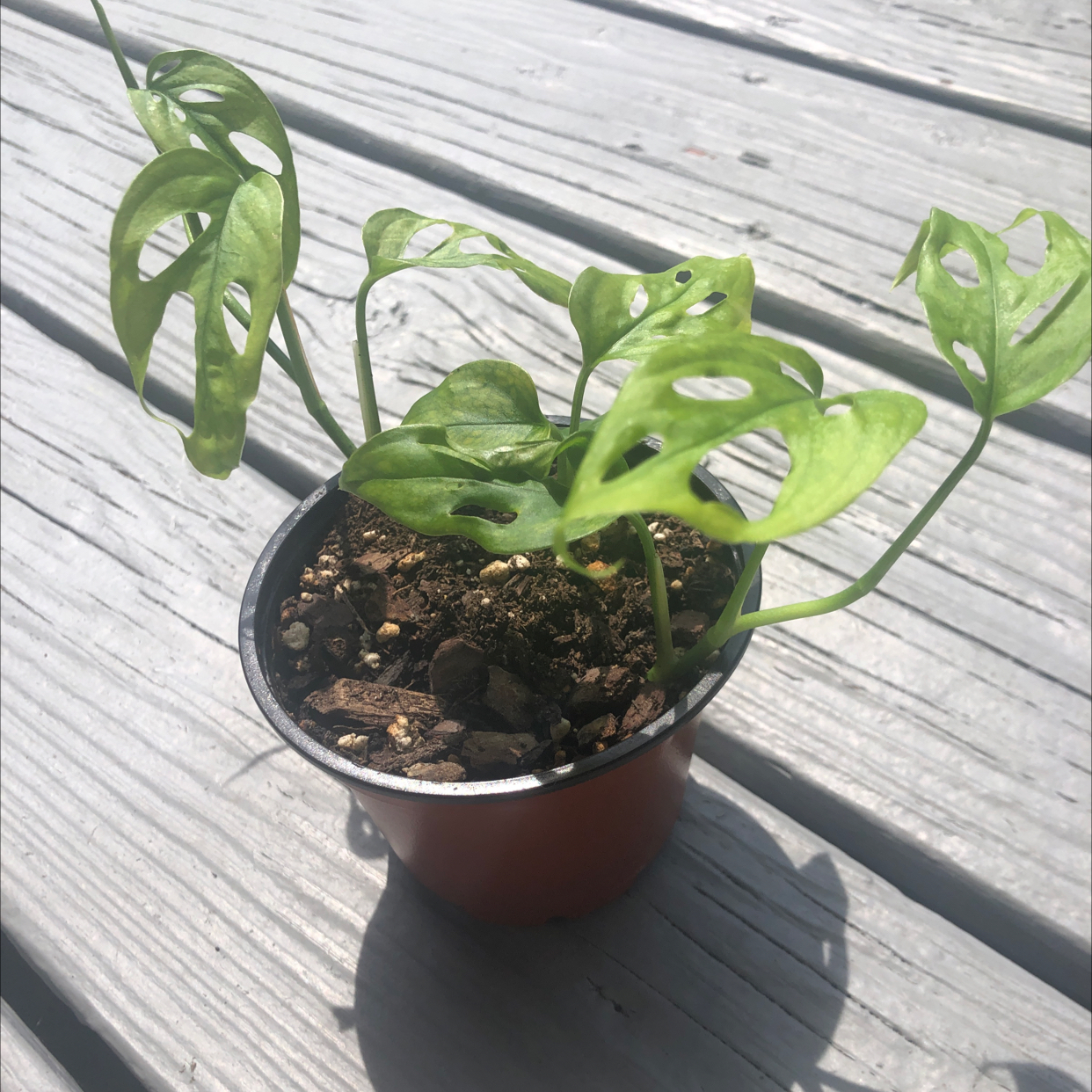 Swiss Cheese Vine (Monstera adansonii) in a small pot with visible soil and perforated leaves.