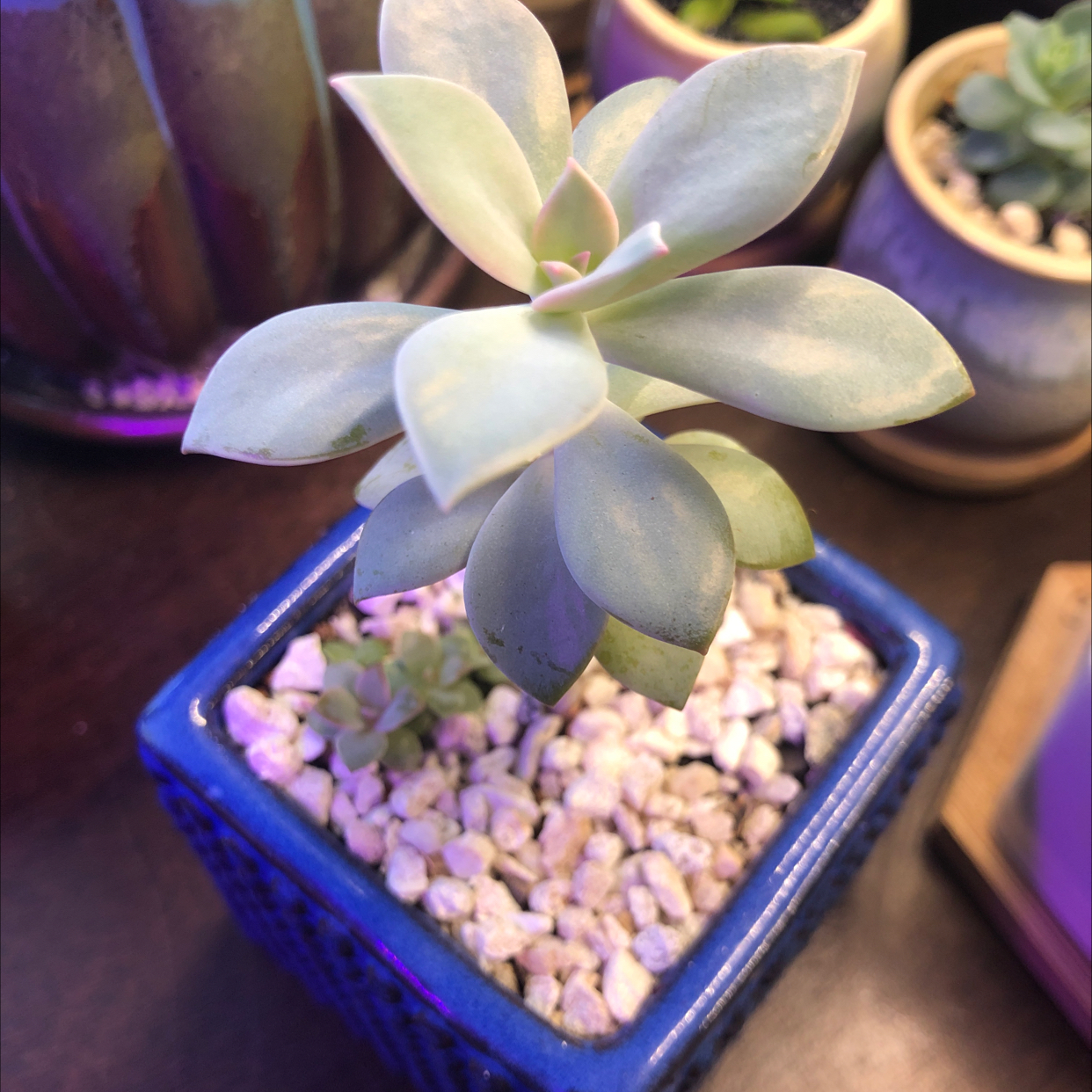 Ghost Plant in a blue pot with white pebbles, appears healthy.