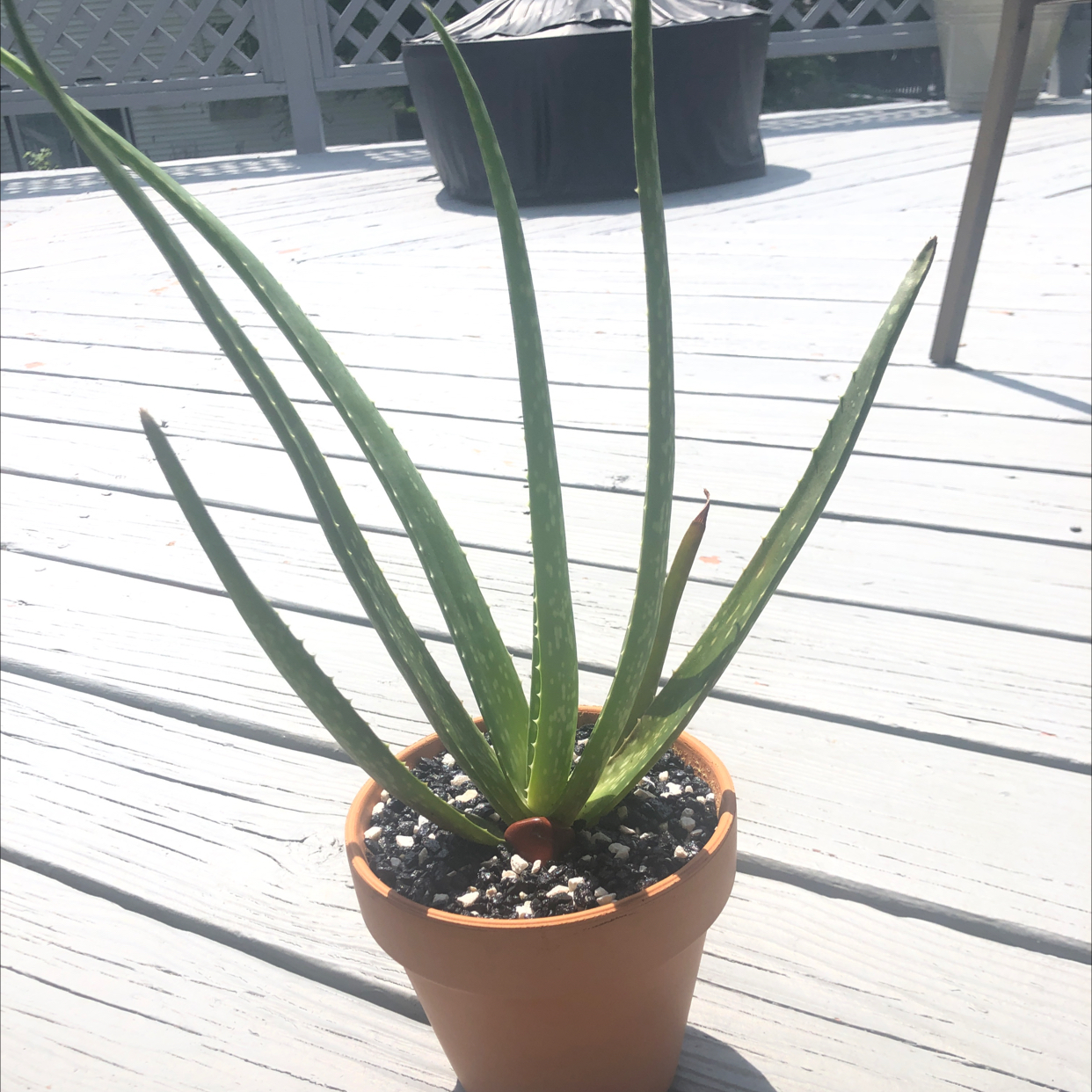 Aloe vera plant photo by @bittermulatto named venus✨🪐 on Greg, the plant care app.