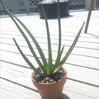 Aloe vera plant in Bloomington, Illinois