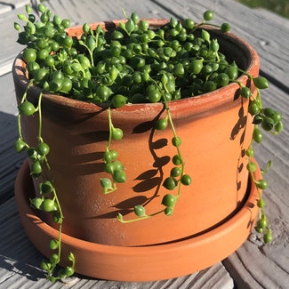 String of Pearls plant in Bloomington, Illinois