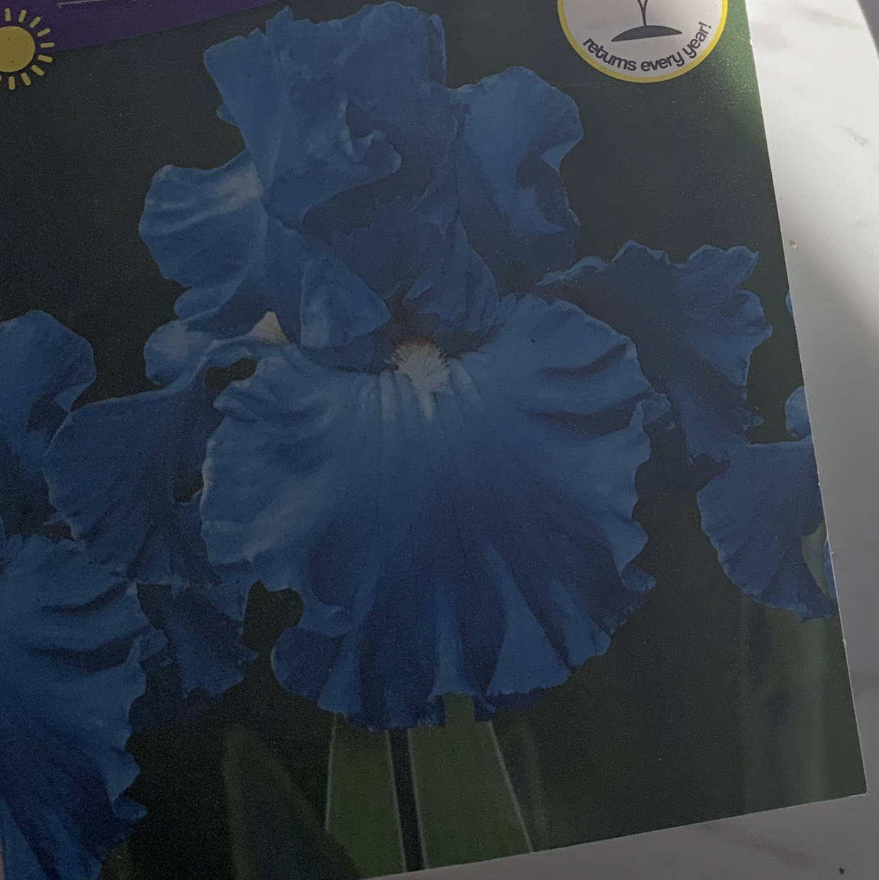 Photo of the plant species Orris-root by Lyndsey named Iris on Greg, the plant care app