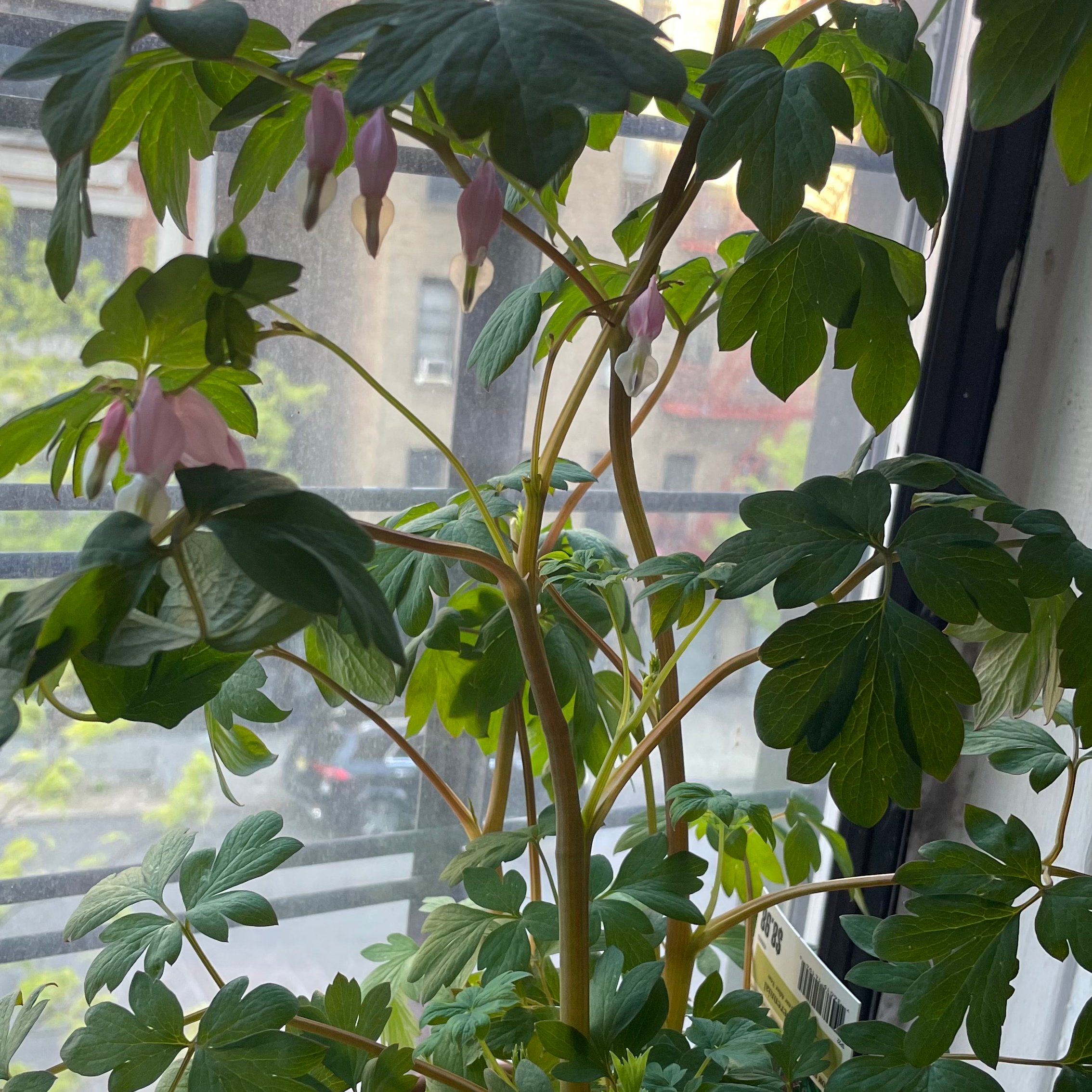 Plant care for Fringed Bleeding Heart 'Alba' on Greg, the plant care app