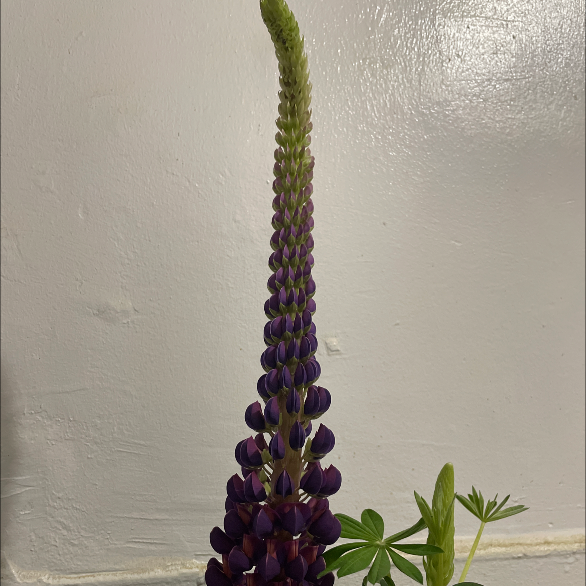 Big-Leaved Lupine plant with a tall, purple flower spike against a plain background.