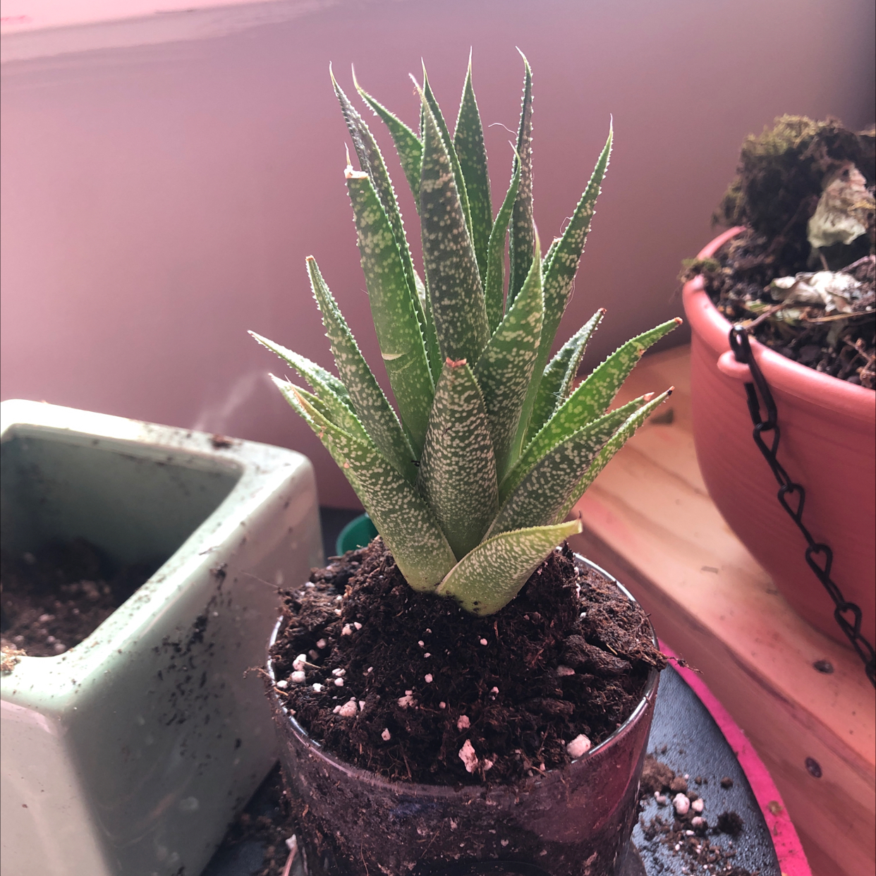 Zebra Plant plant photo by Ashley named Mark on Greg, the plant care app.