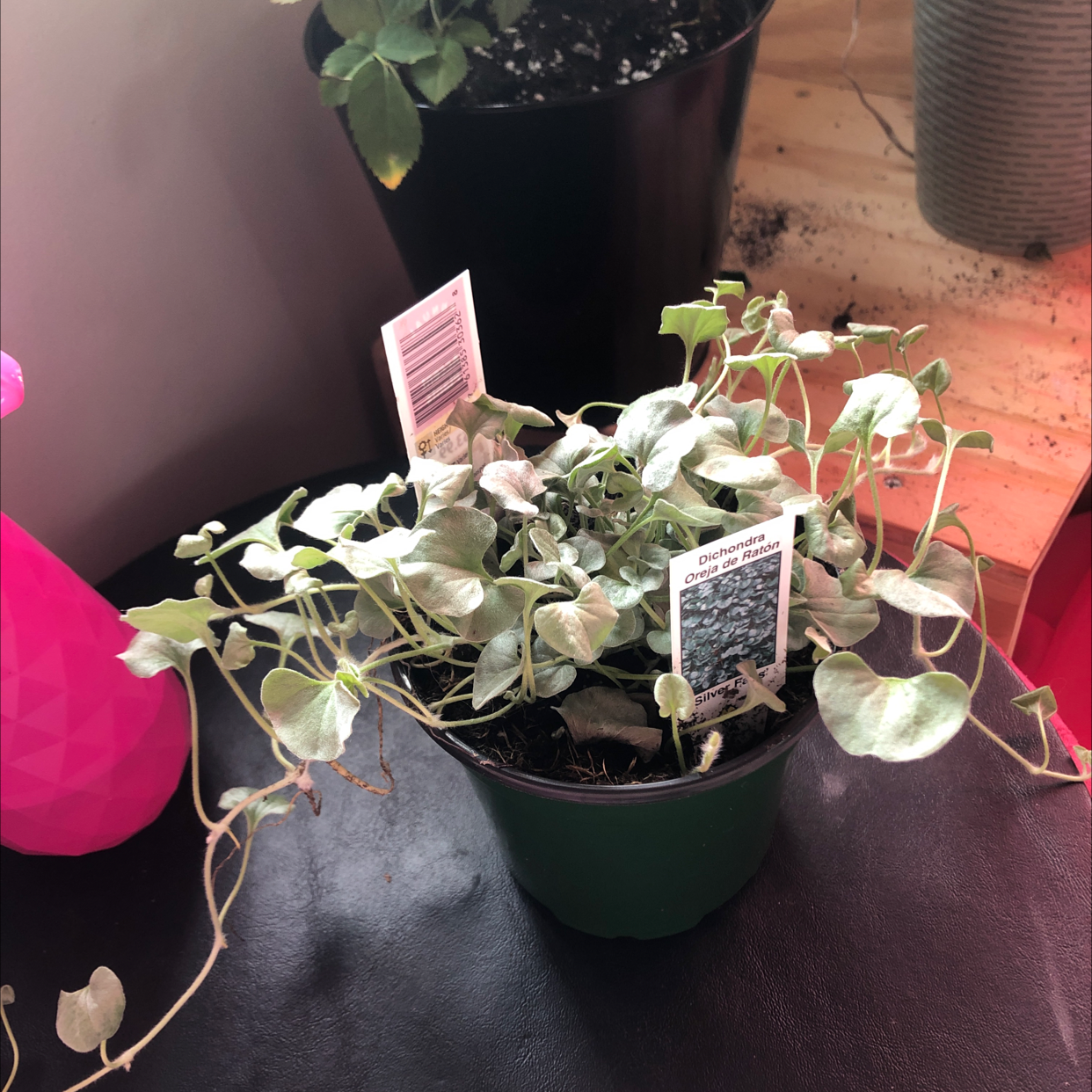 Photo of the plant species Silver Falls Dichondra by Ashley named Viviana on Greg, the plant care app
