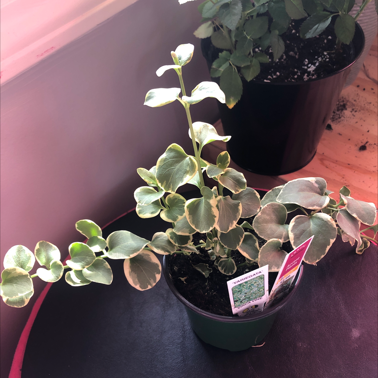 Photo of the plant species Vinca Vine Variegated by Ashley named Moana on Greg, the plant care app