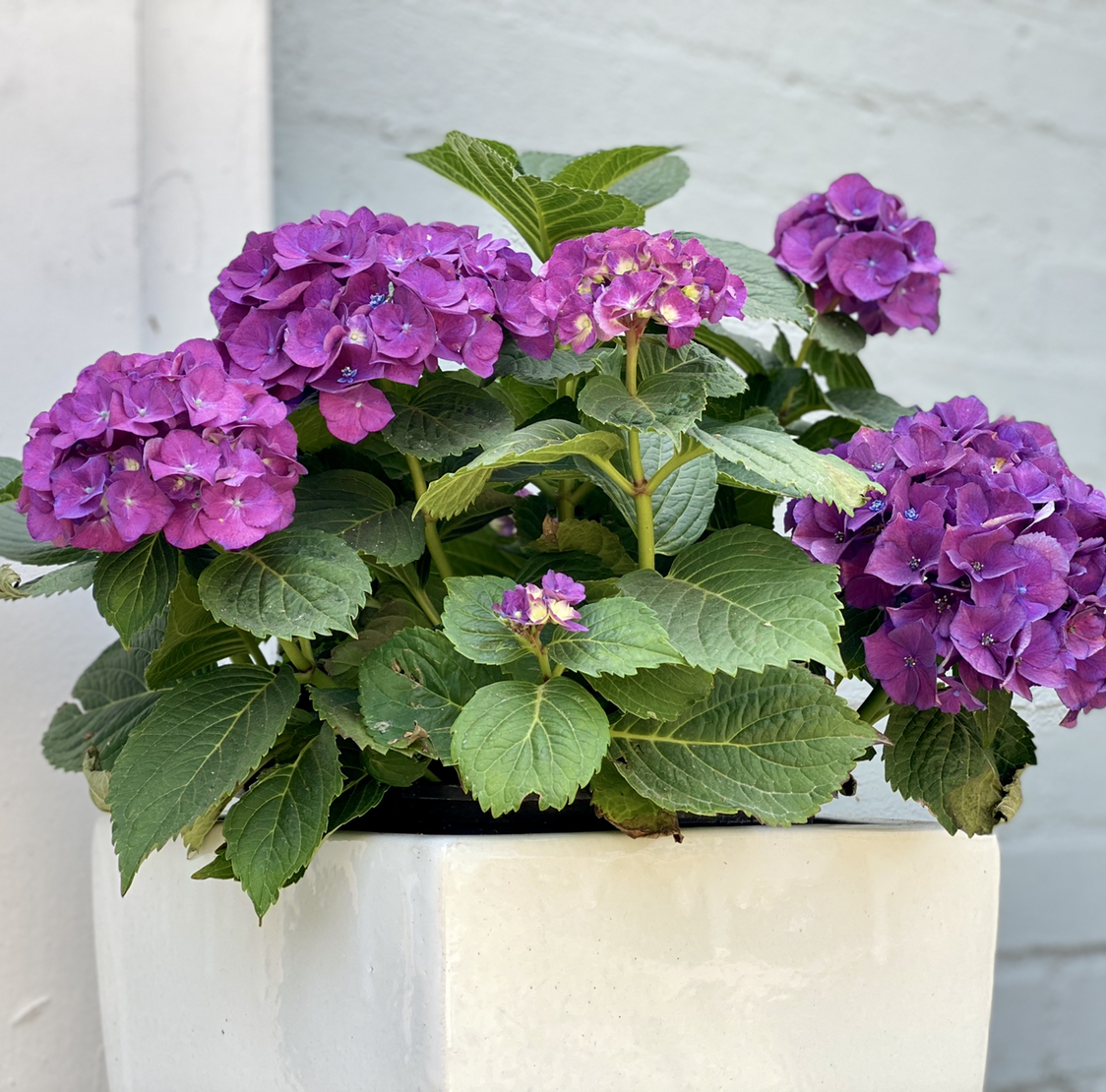 French Hydrangea plant with vibrant purple flowers in a white pot.