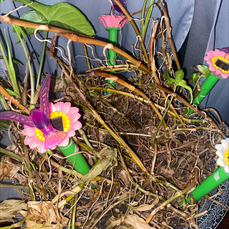Bluecrown Passionflower plant with dry, brown leaves and decorative elements.