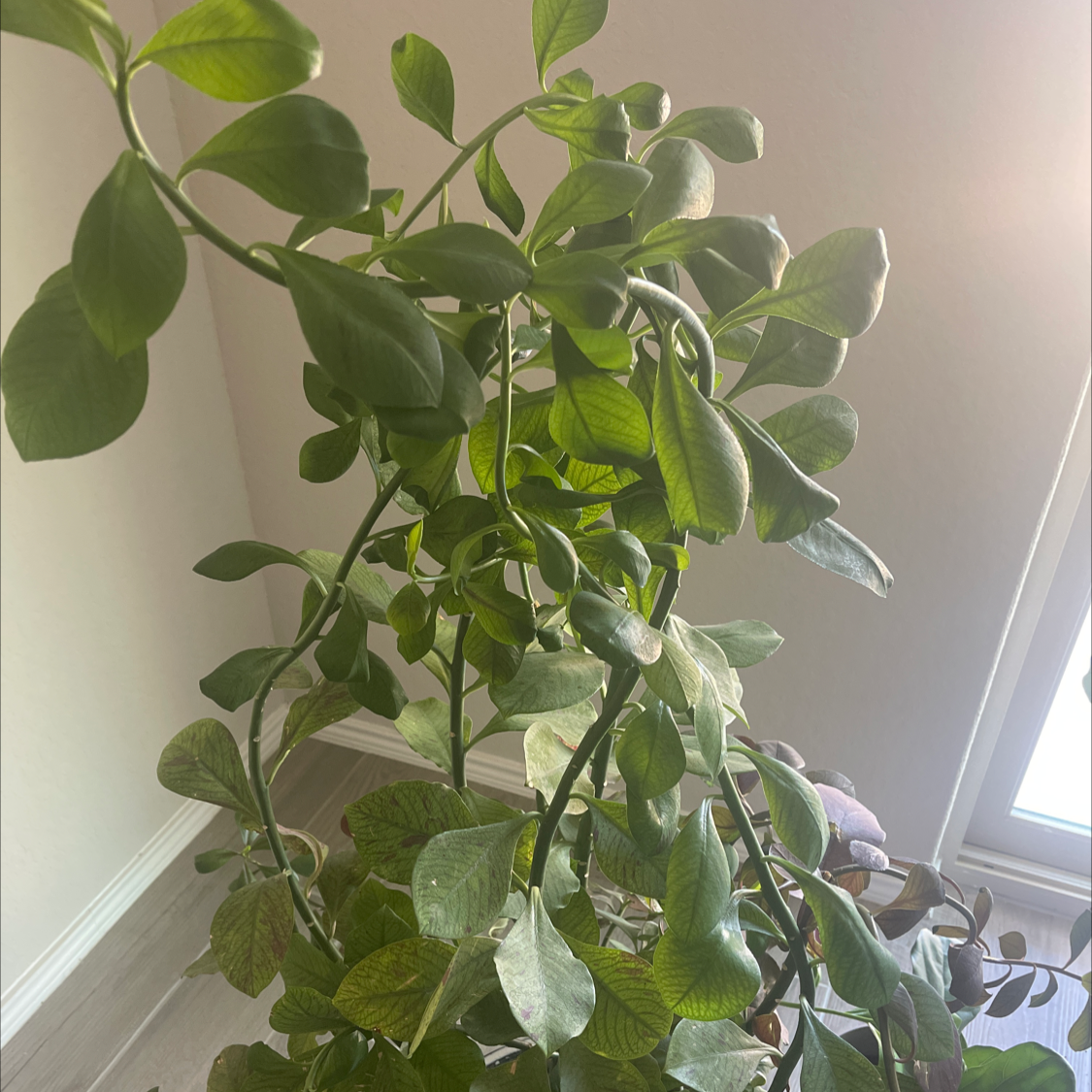 Euphorbia bicompacta plant with green leaves, some yellowing, indoors near a window.