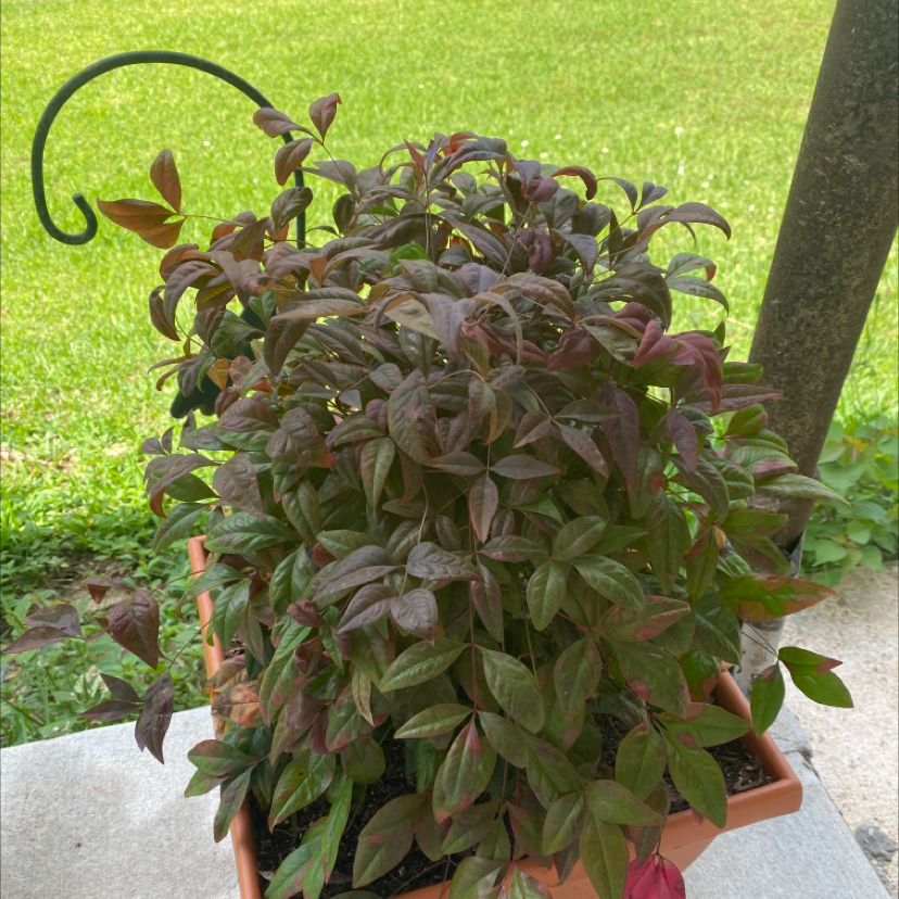 Photo of the plant species Blush Pink Nandina by @GladBaybean named Your plant on Greg, the plant care app