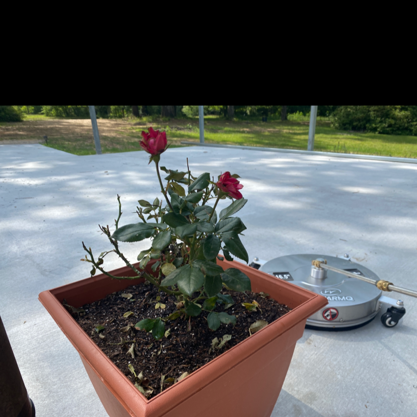 Fertilizing My Knock Out Rose to Double Its Growth