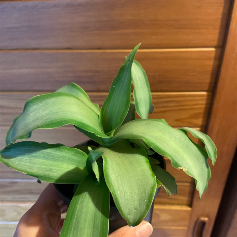 A healthy Basket Plant with broad green leaves held by a hand against a wooden background.