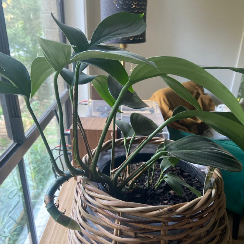 Dragon Tail Plant in a woven basket near a window, healthy green leaves.