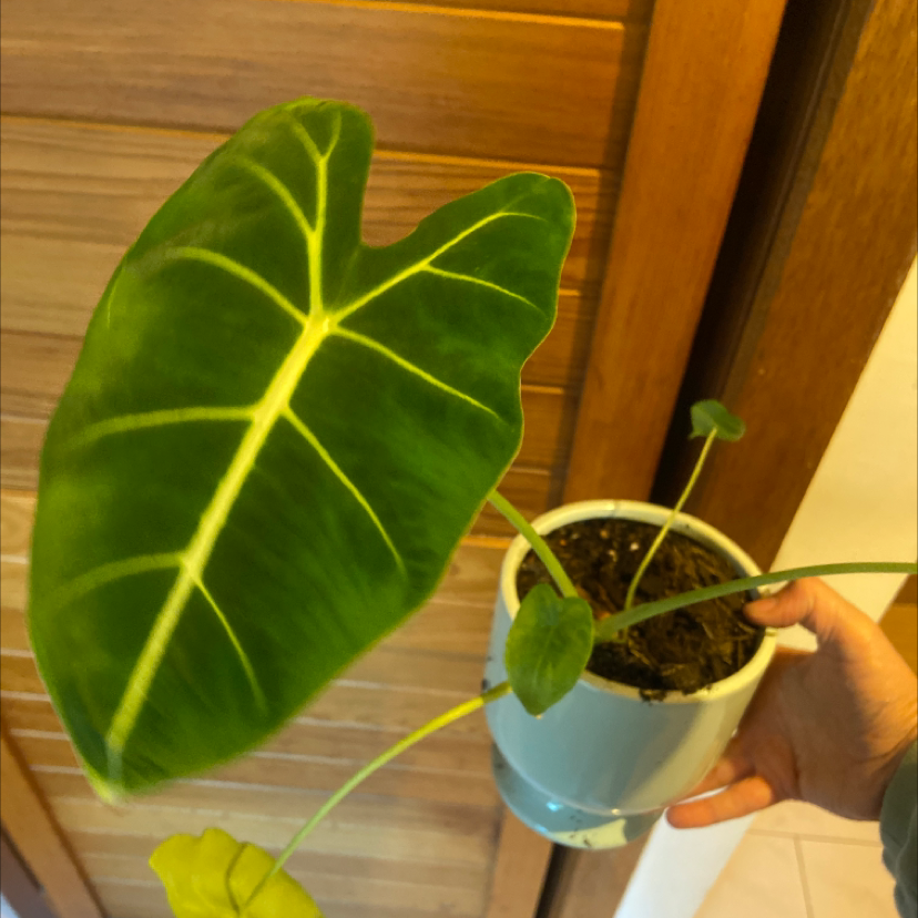 Green Velvet Alocasia plant in a pot, held by a hand, with visible soil.