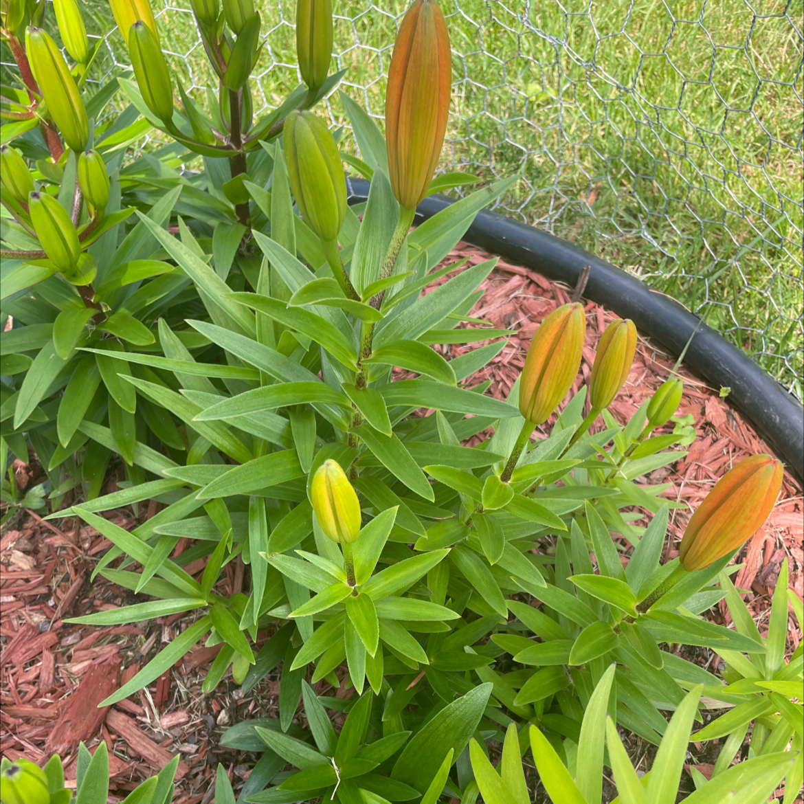 Healthy Orange Lily plant with several buds, vibrant green leaves, and visible soil.