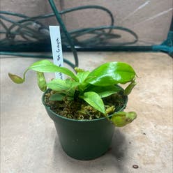 Nepenthes Monkey Jars plant
