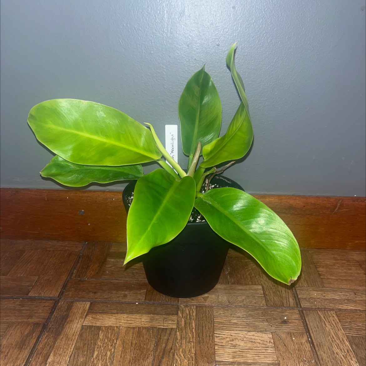 Philodendron 'Moonlight' plant in a black pot with vibrant green leaves.