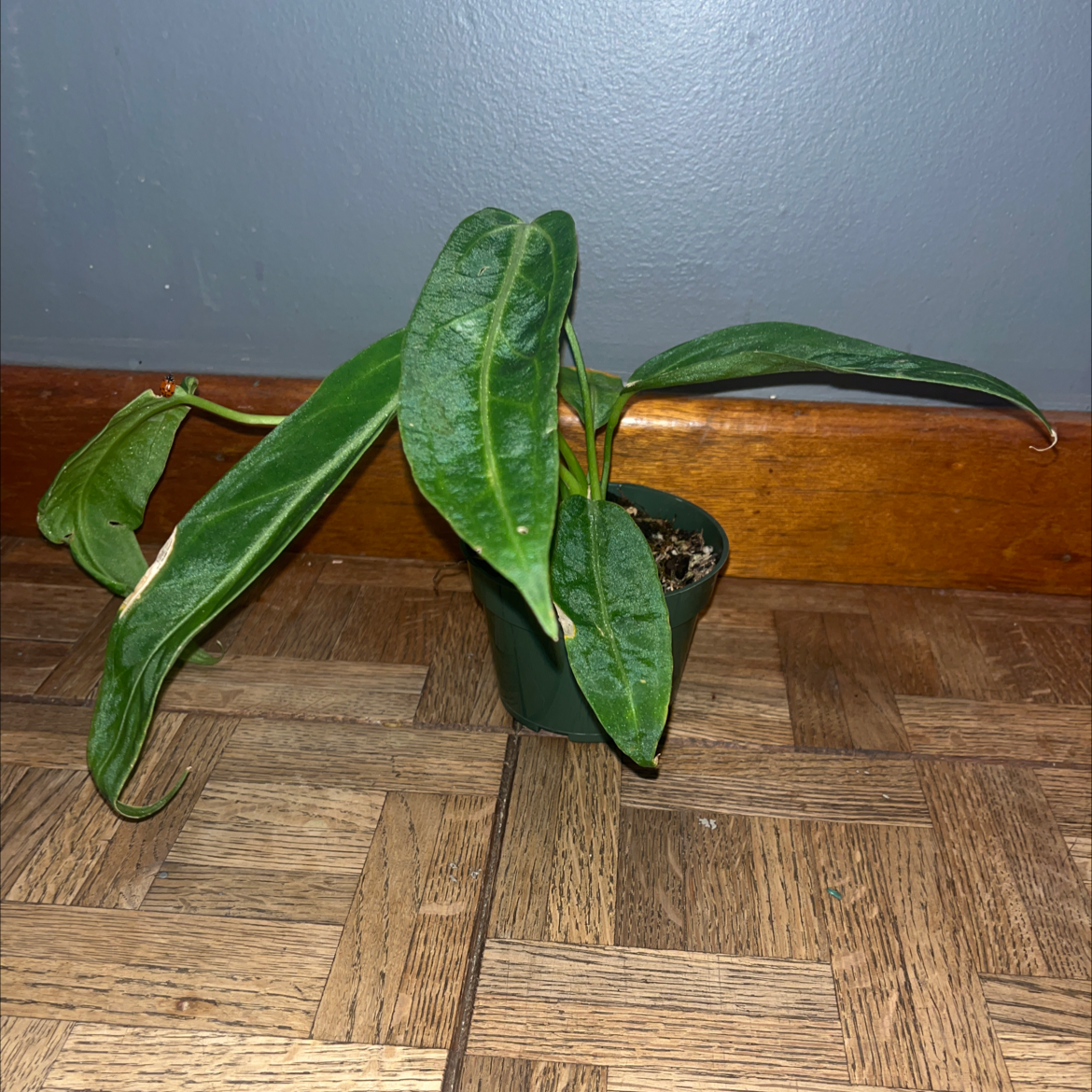 Anthurium warocqueanum plant in a small pot with some browning on the leaves.