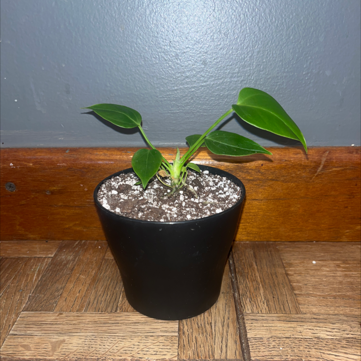 Does My Anthurium veitchii Need Direct Sunlight?