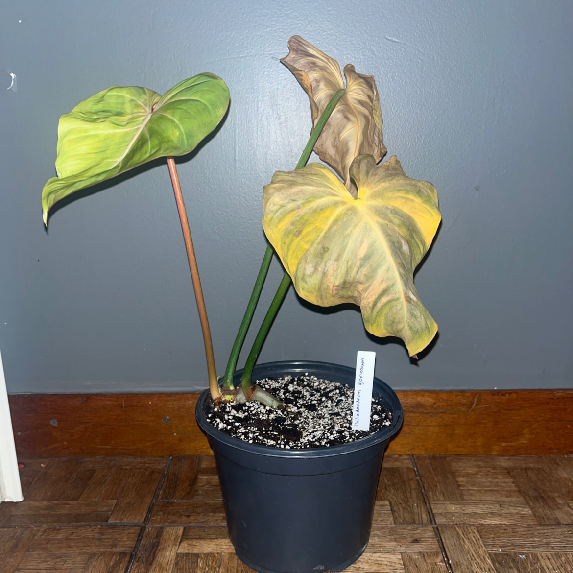Philodendron gloriosum plant with yellowing and browning leaves in a black pot.