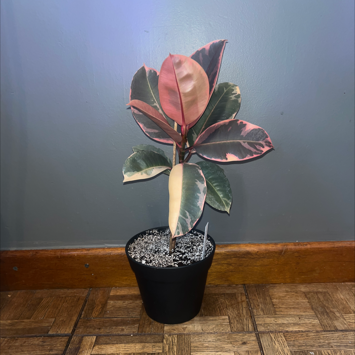 Ficus 'Ruby' plant in a black pot with variegated leaves in shades of green, pink, and cream.