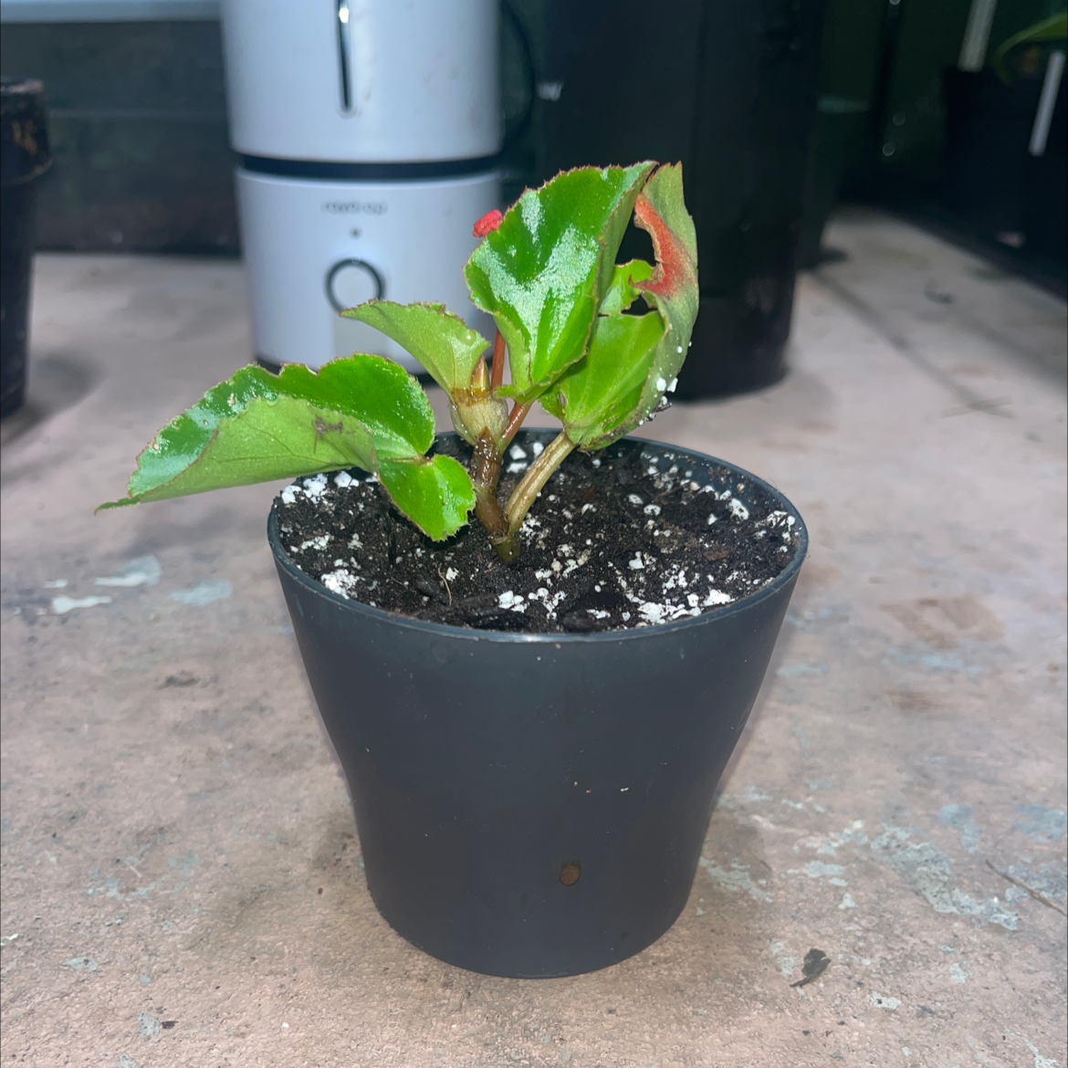 Potted Clubed Begonia plant with green leaves and a small red bud.