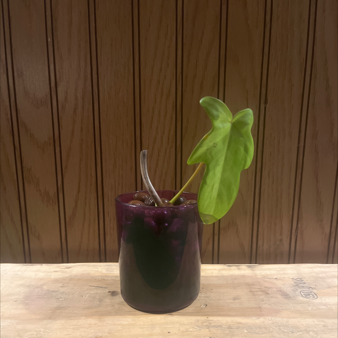 Philodendron 'Florida Ghost' plant in a small pot with a wooden panel background.