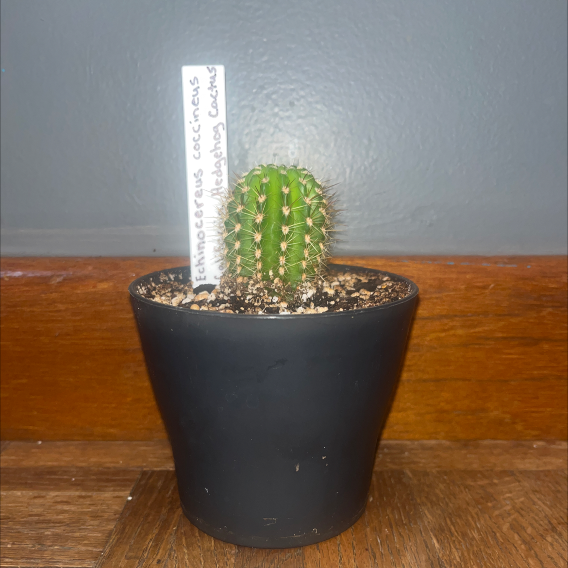Scarlet Hedgehog Cactus in a black pot with a label.