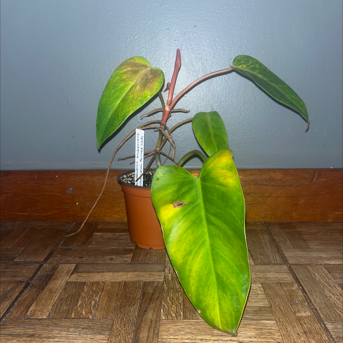 Philodendron 'Painted Lady' plant in a pot with some yellowing and browning leaves.