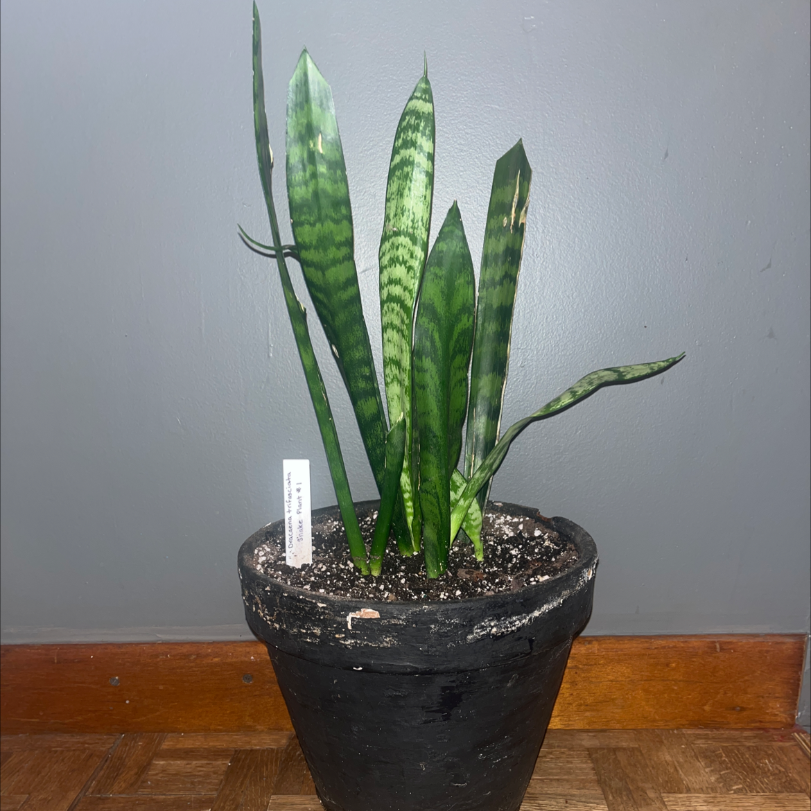 Zeylanica Snake Plant in a black pot with visible soil, against a plain background.