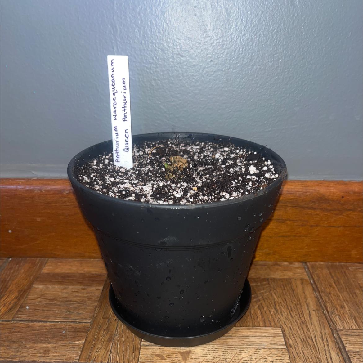 Potted Anthurium warocqueanum with visible soil and plant label.