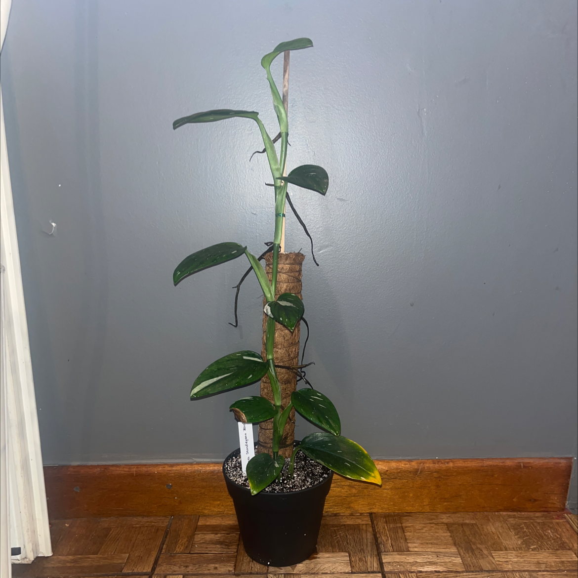 Monstera Cobra plant in a pot with some yellowing leaves, supported by a structure.