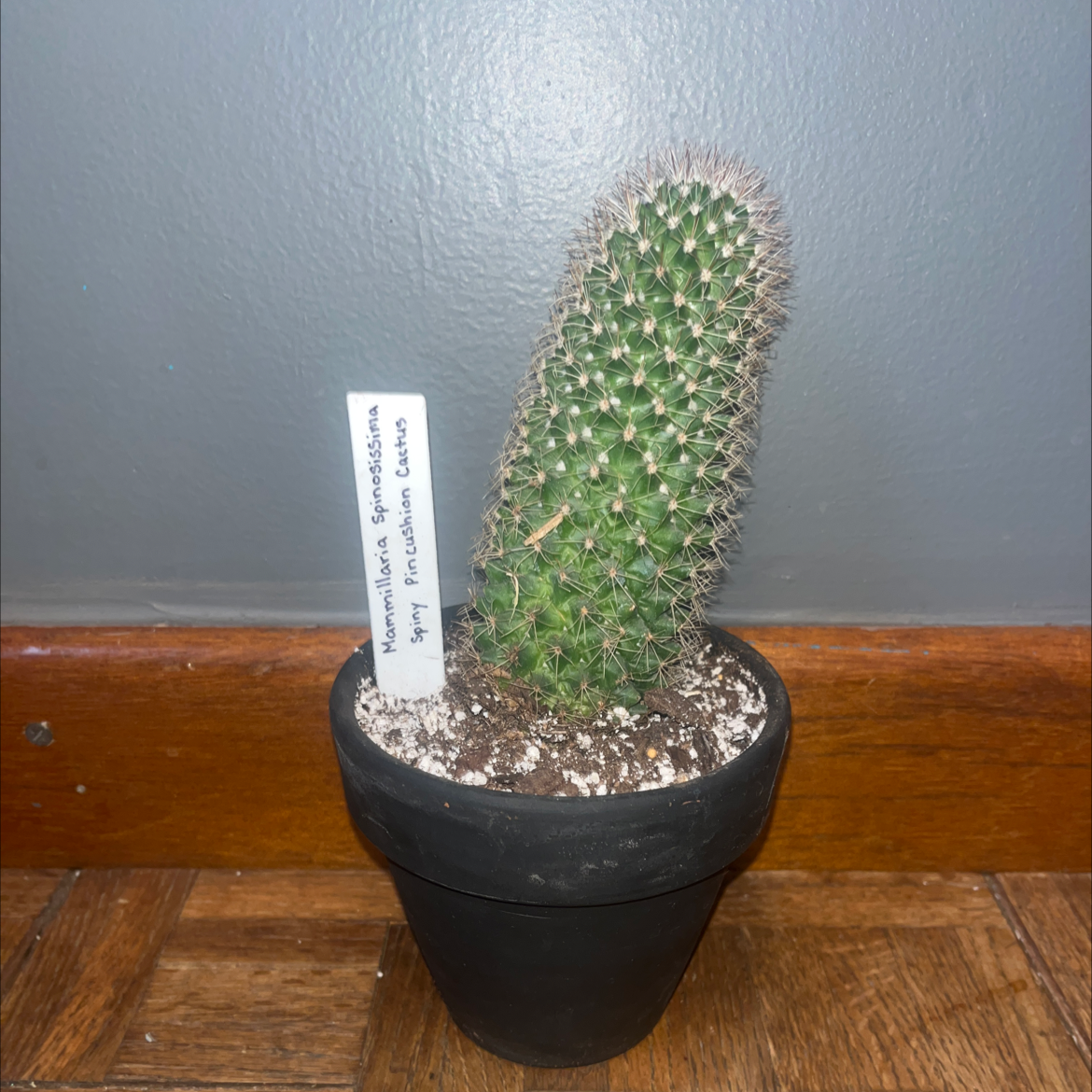 Spiny Pincushion Cactus in a black pot with visible soil, well-framed and in focus.