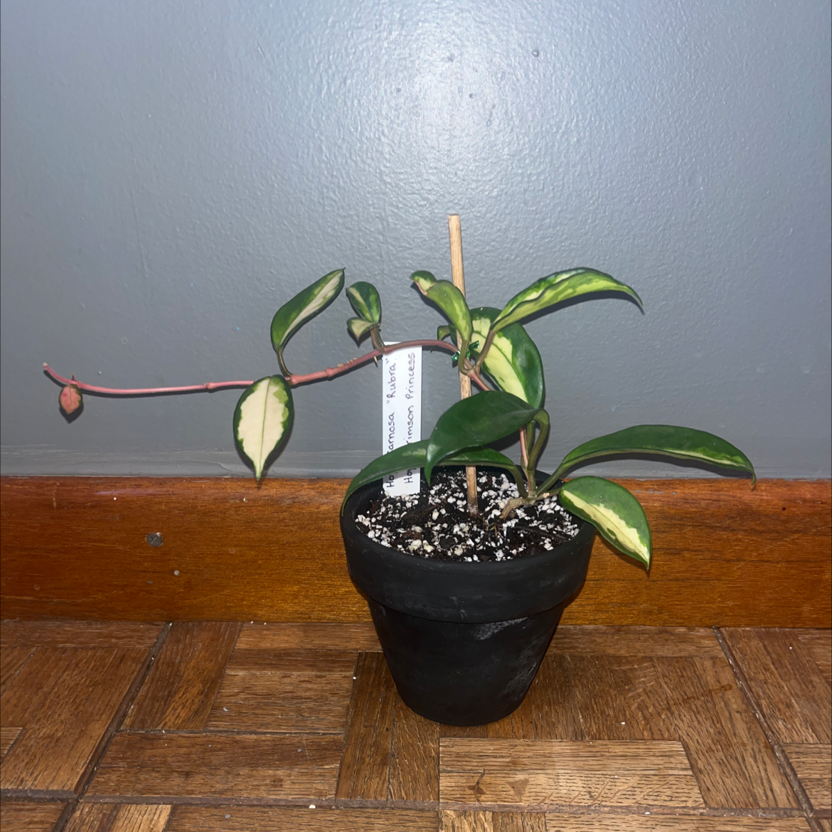Potted Krimson Princess Hoya plant with variegated leaves, visible soil, and no signs of disease.