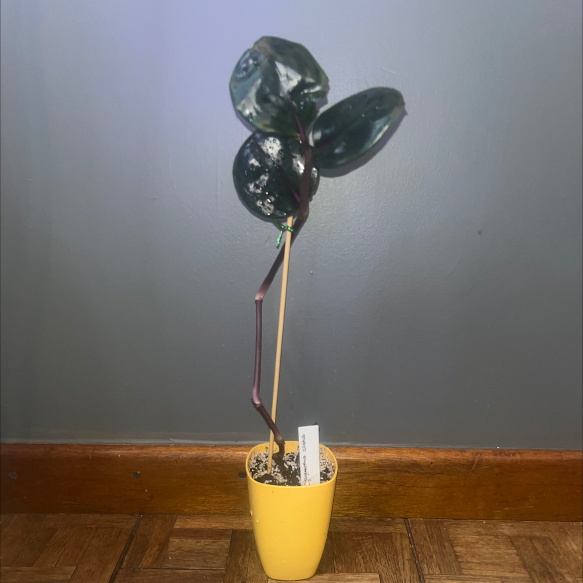 Potted Geogenanthus ciliatus plant with dark green leaves and thin stem against a plain wall.