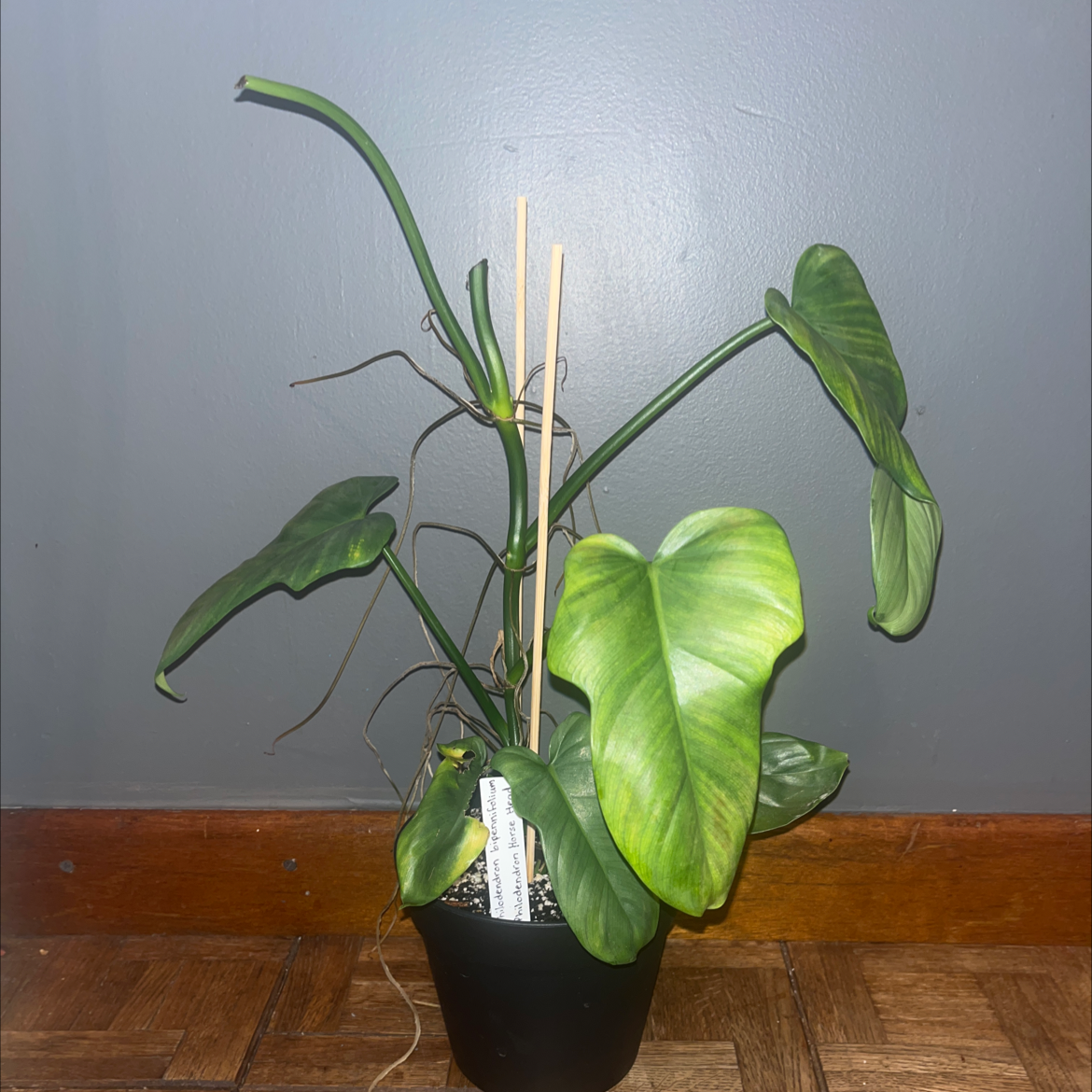 Horsehead Philodendron in a pot with some yellowing leaves and visible soil.