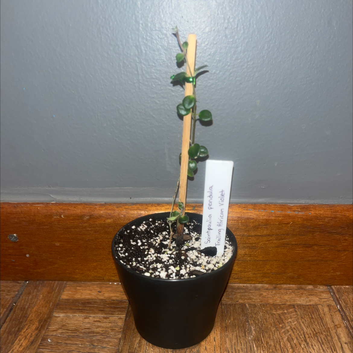 Photo of the plant species Trailing African Violet by @TheMacateeShop named Trailing African Violet “Saintpaulia pendula” on Greg, the plant care app