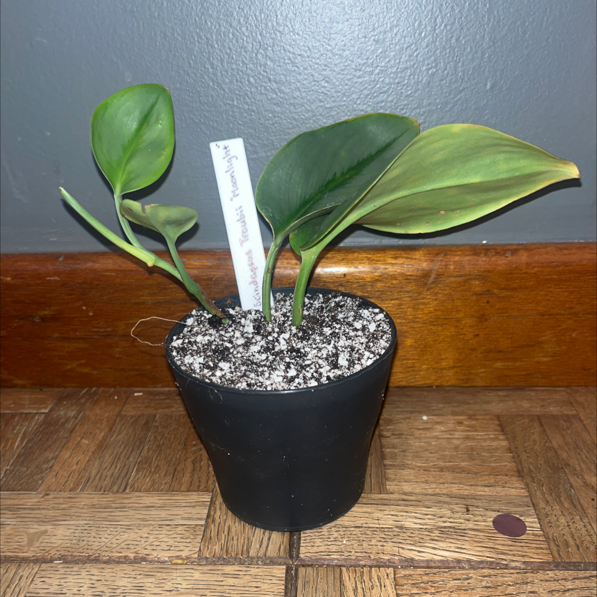 Potted Scindapsus treubii 'Moonlight' plant with healthy green leaves.