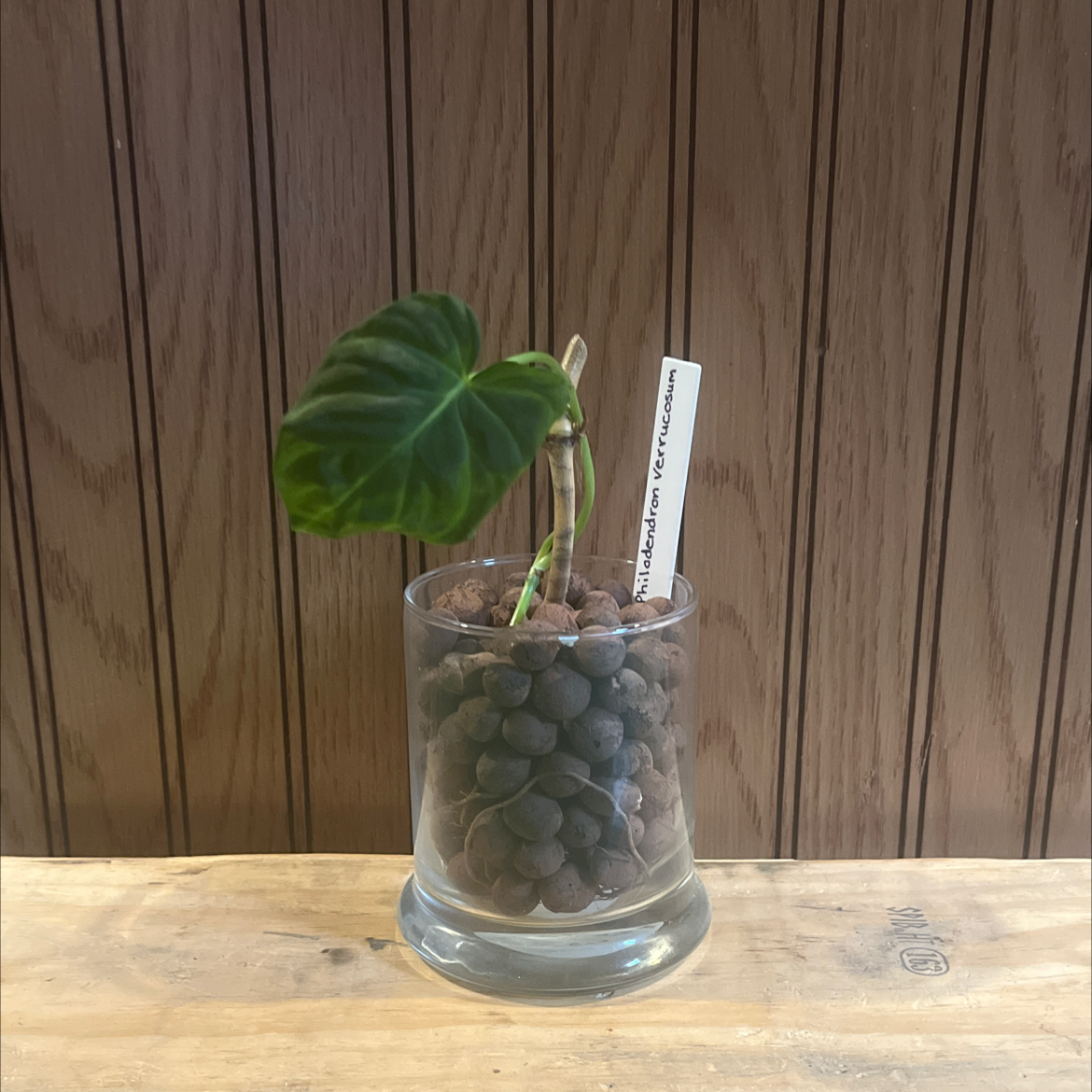 Ecuador Philodendron plant in a glass container with visible soil and pebbles.